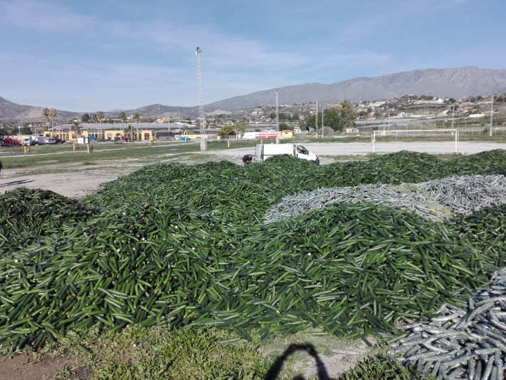 Los agricultores vierten sus pepinos en la planta de residuos vegetales de Galindo